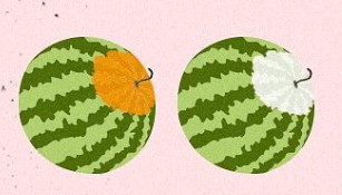 Escolher melancia pela cor da casca no solo