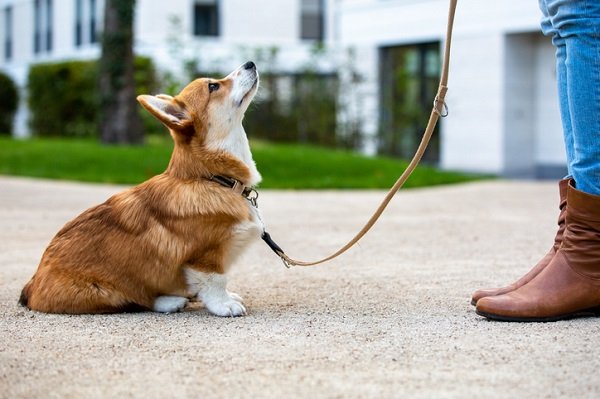 treinamento de cães