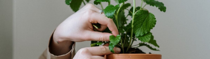 Como Cultivar Hortel&atilde; em Casa: Guia Completo para Iniciantes